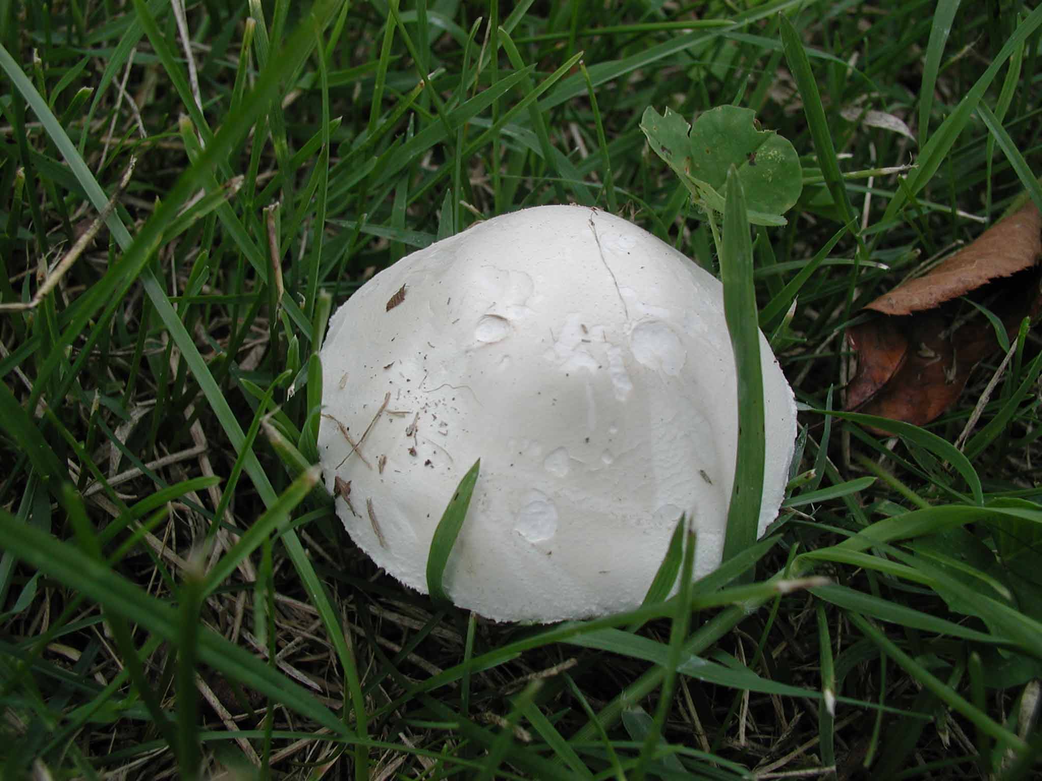 Aiuto per determinazione